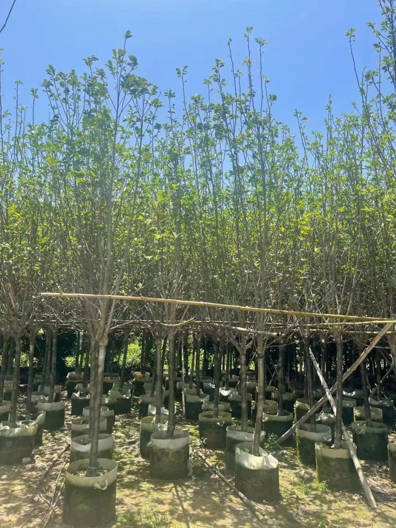 供应：紫玉兰5-6-7-8