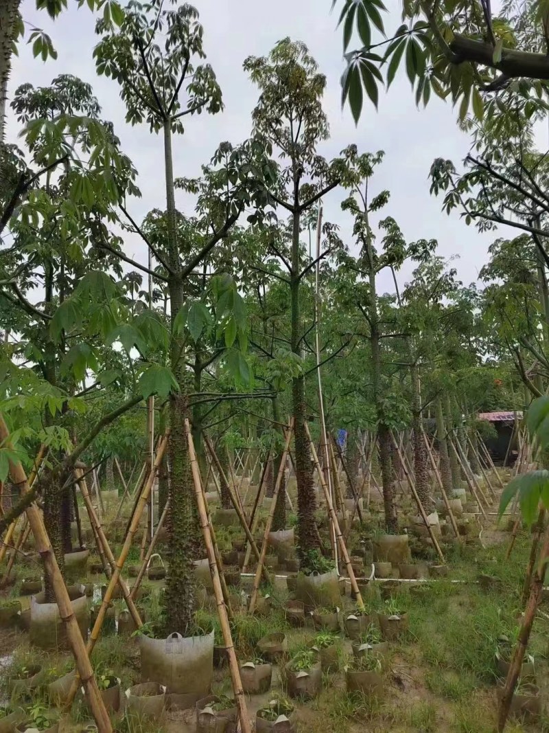 供应：美人树12-15