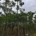 供应：美人树12-15