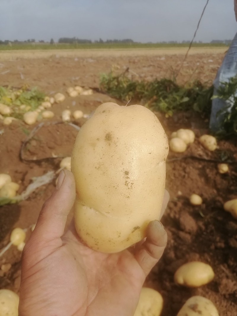 土豆希森大量上货产地一手货源全国发货质量保证