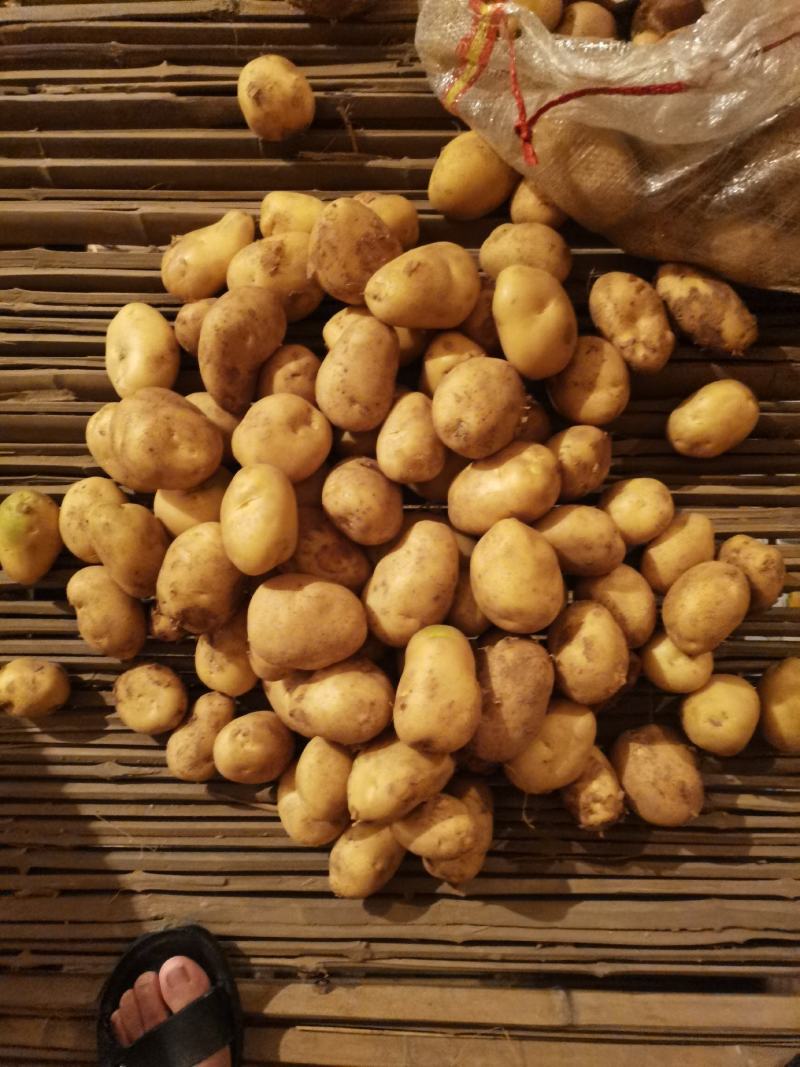 精挑细选1—3两小土豆