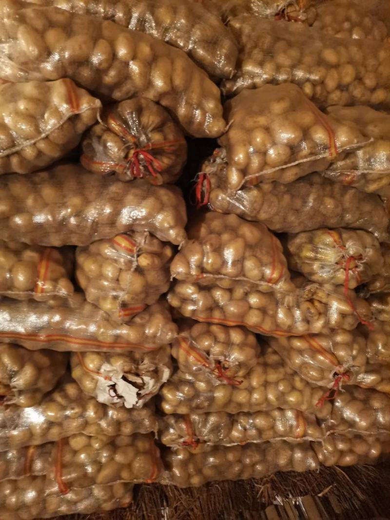 精挑细选1—3两小土豆