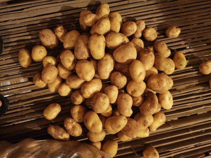 精挑细选1—3两小土豆