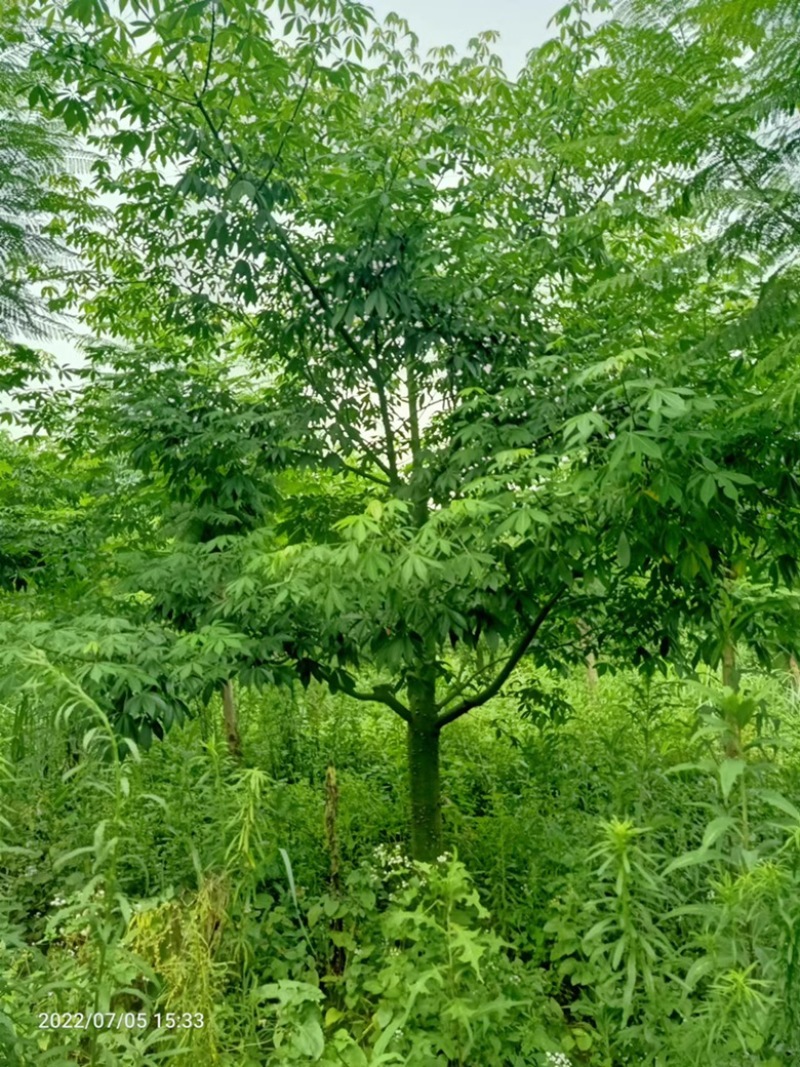 供应15到80木棉