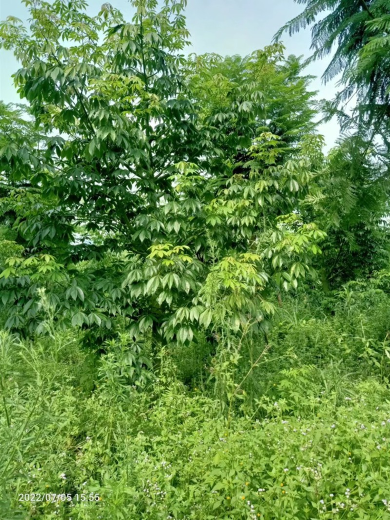 供应15到80木棉