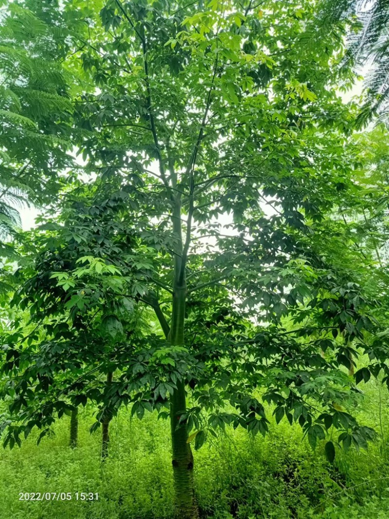 供应15到80木棉
