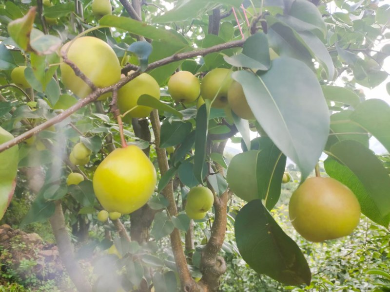 丁香梨