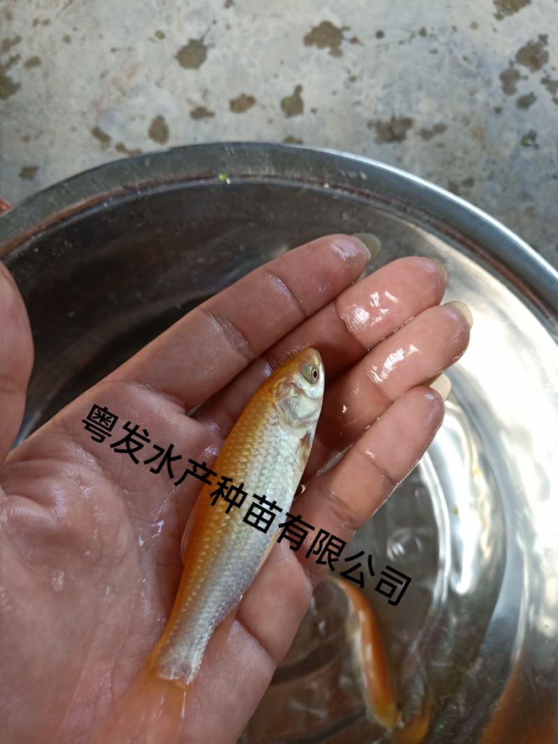 俄罗斯金草鱼苗、金丝鲩鱼苗、黄金鲩鱼苗