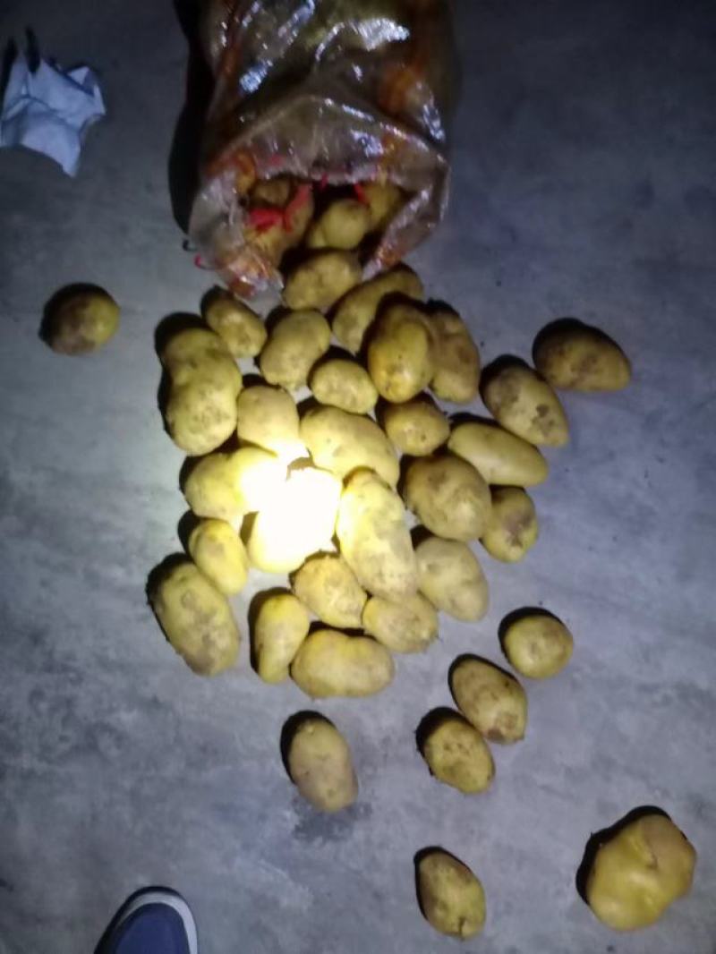 【精品】三两通天黄心大土豆，袋装摆面货