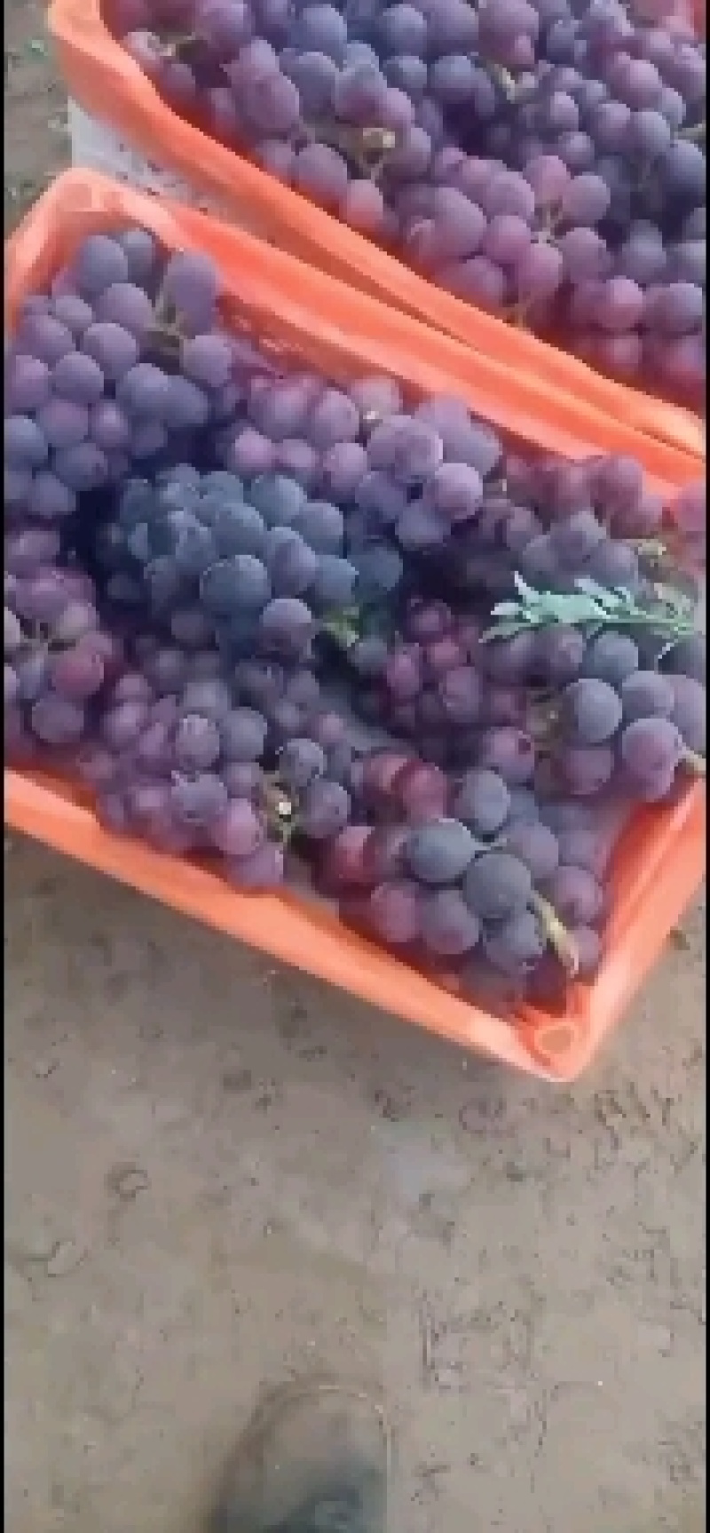 巨峰葡萄