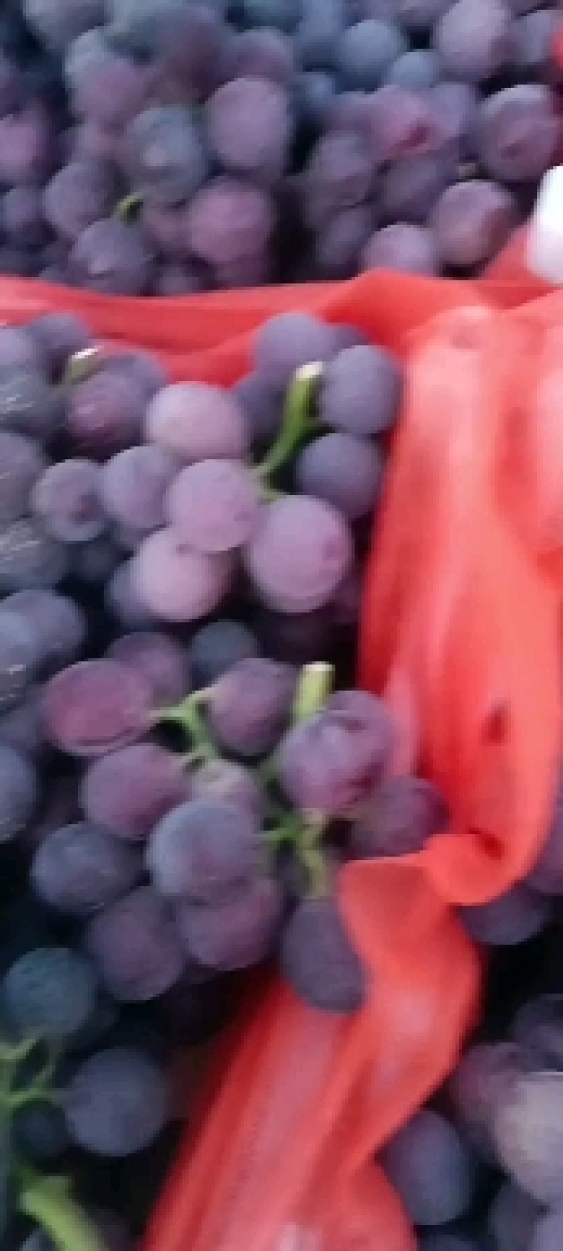 巨峰葡萄