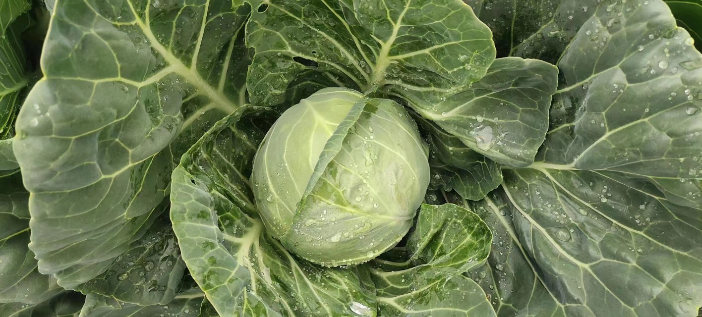 高清特写镜头下的散叶生菜种子,展示其细小而饱满的形态 散叶生菜种子特写