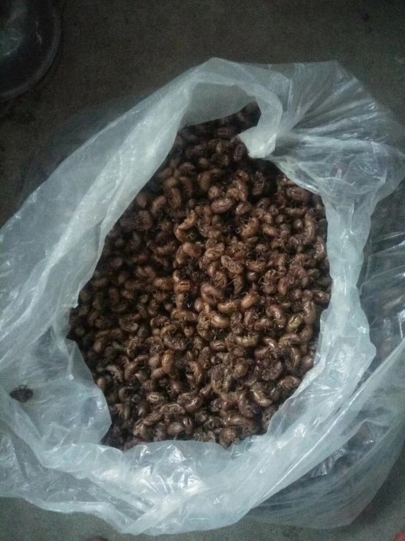 悦享蝉蜕好滋味原产地农产品24小时在线服务现货秒发