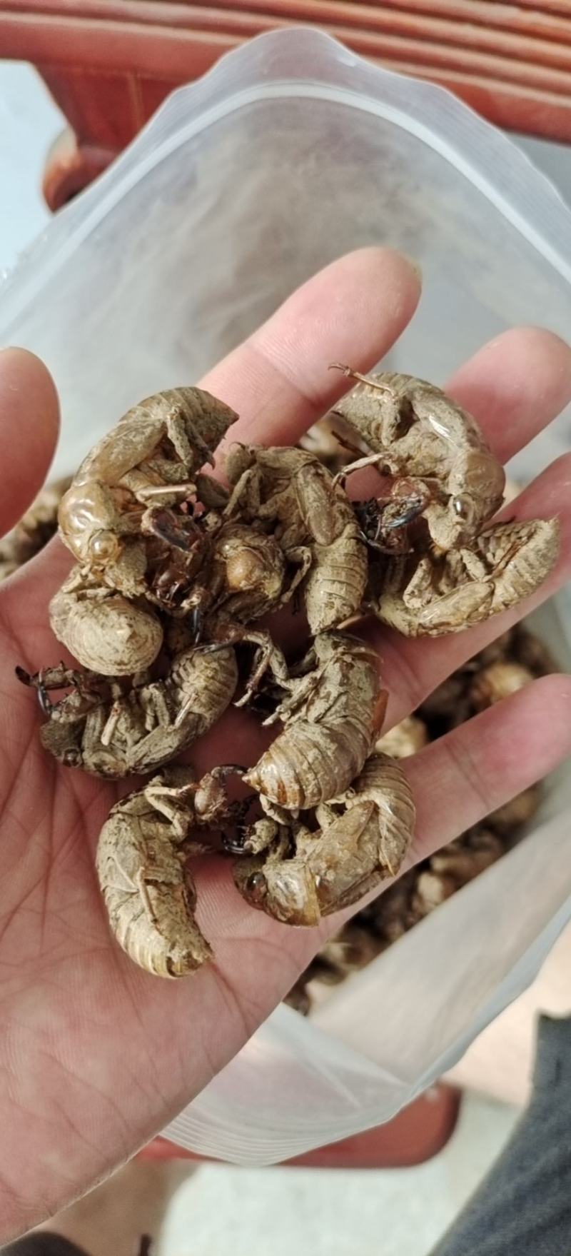悦享蝉蜕好滋味原产地农产品24小时在线服务现货秒发