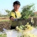 采摘机器菊花采摘机械采摘机器省时省力省钱省工