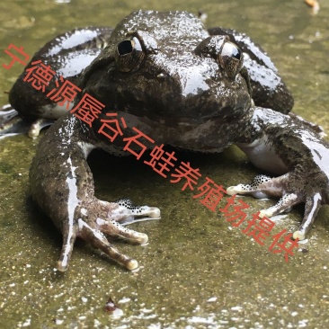 石蛙鲜活泉养山珍石鳞石蛤棘胸蛙肉石冻妇孺月子补品