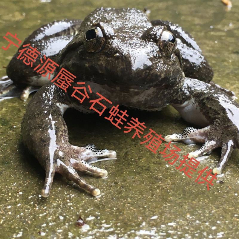 石蛙鲜活泉养山珍石鳞石蛤棘胸蛙肉石冻妇孺月子补品