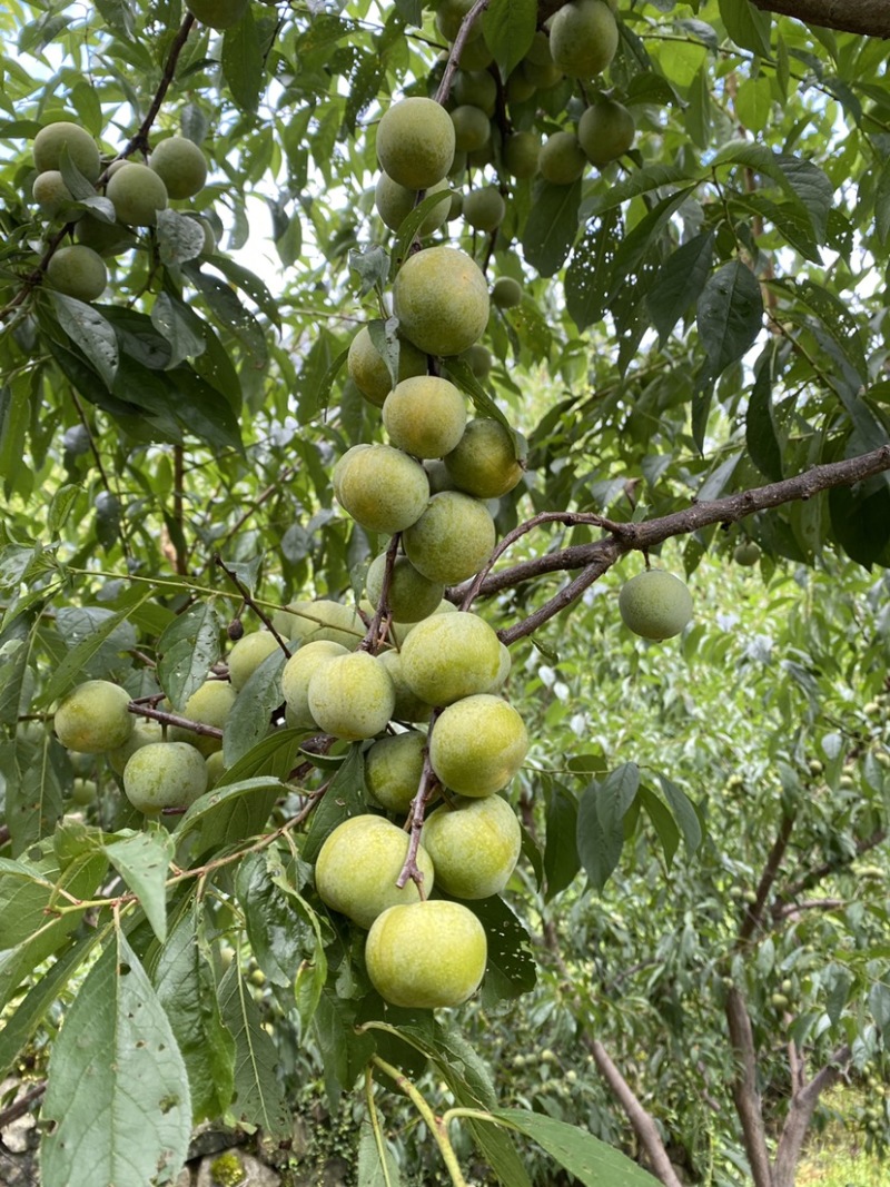 富硒青脆李