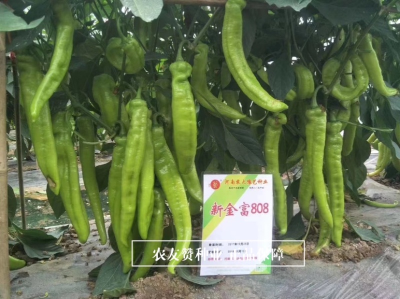 大果黄皮尖椒种子耐低温辣椒豫艺新金富808黄皮椒种子