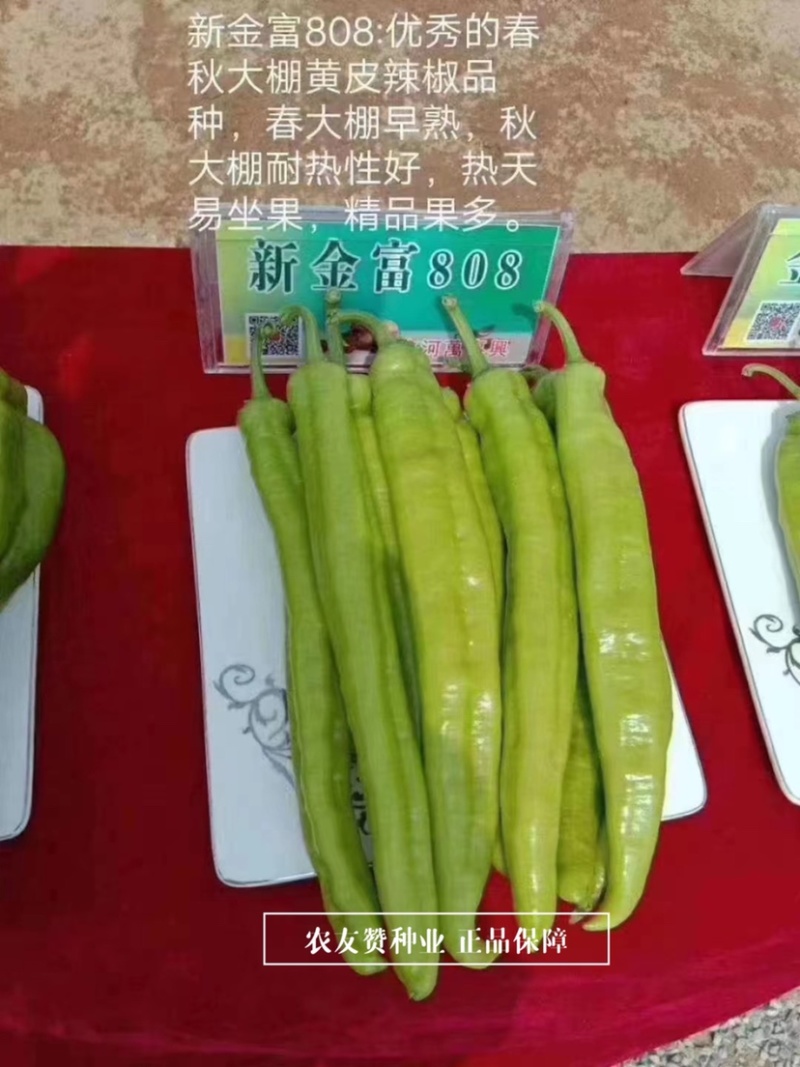 大果黄皮尖椒种子耐低温辣椒豫艺新金富808黄皮椒种子