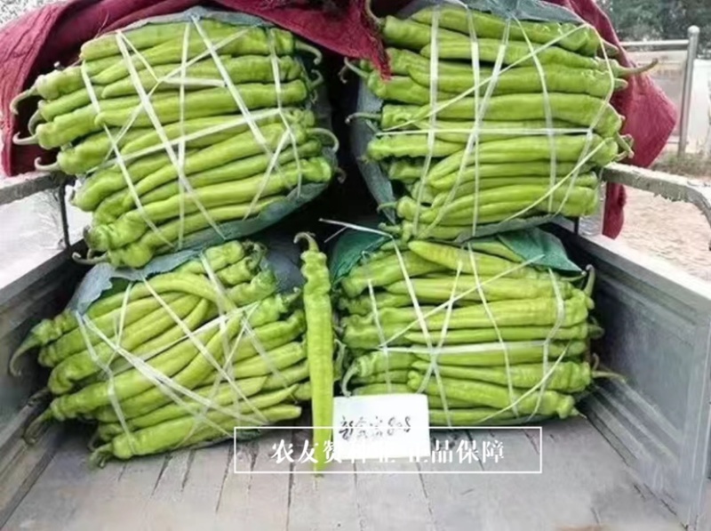 大果黄皮尖椒种子耐低温辣椒豫艺新金富808黄皮椒种子