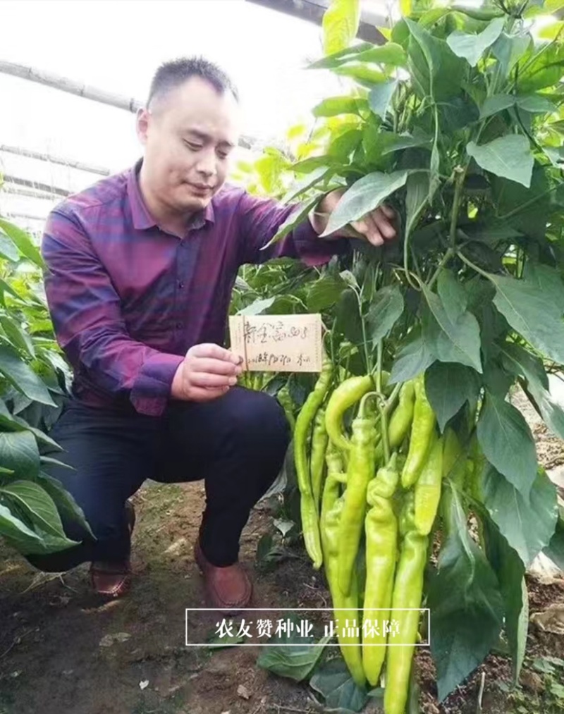 大果黄皮尖椒种子耐低温辣椒豫艺新金富808黄皮椒种子