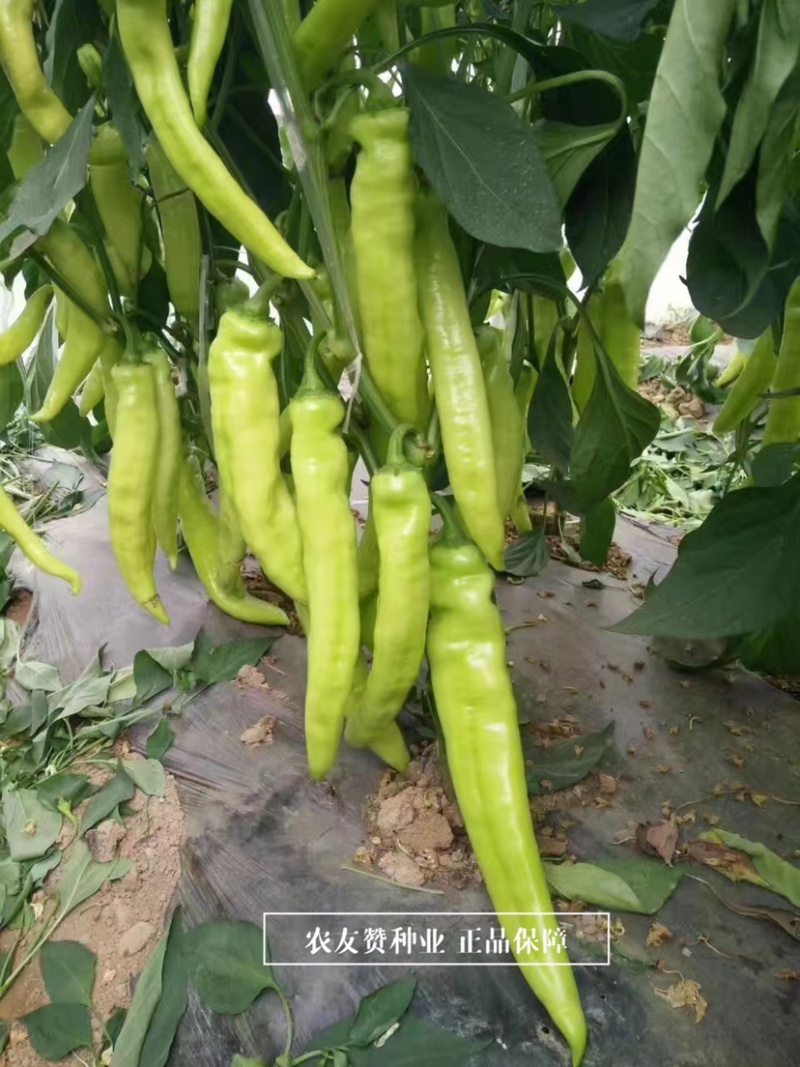 大果黄皮尖椒种子耐低温辣椒豫艺新金富808黄皮椒种子