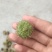 刺梨新货上市刺梨新的