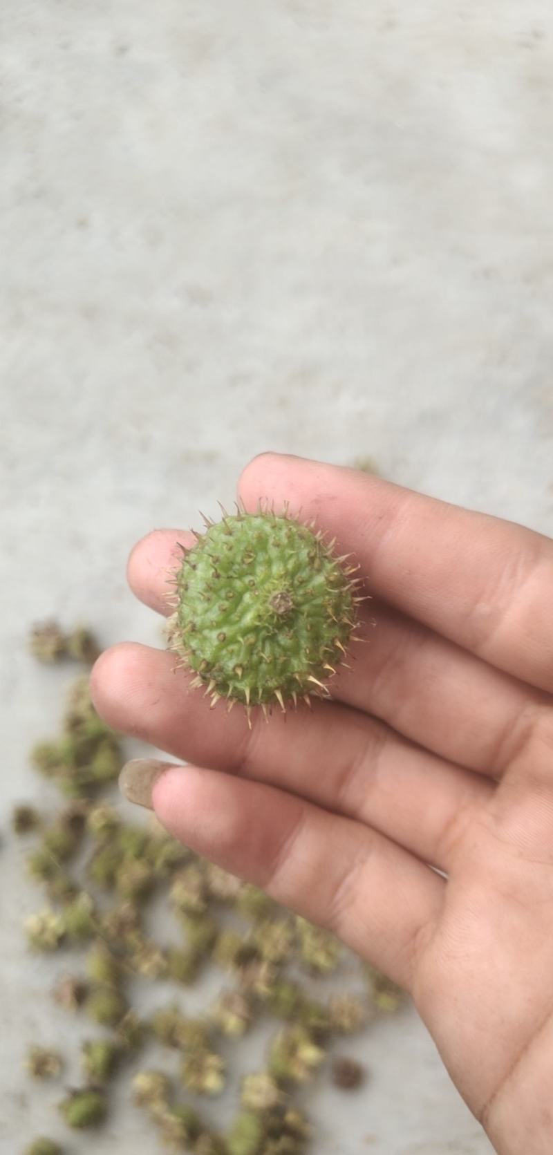刺梨新货上市刺梨新的