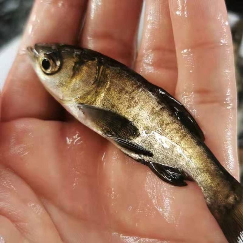 花鲢鱼苗大头鱼苗雄鱼苗鳙鱼苗胖头鱼苗活体包活包