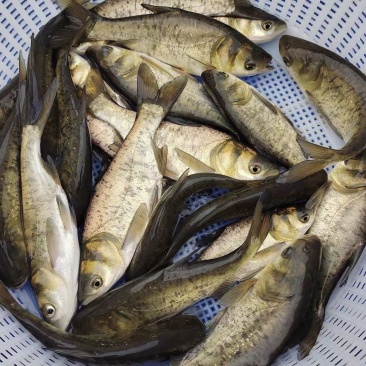 花鲢鱼苗大头鱼苗雄鱼苗鳙鱼苗胖头鱼苗活体包活包