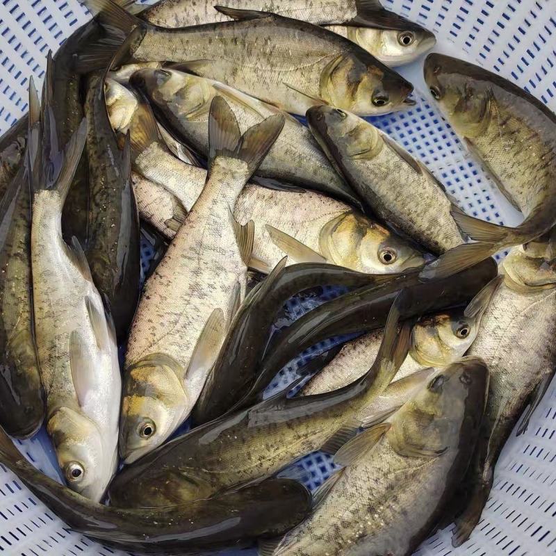 花鲢鱼苗大头鱼苗雄鱼苗鳙鱼苗胖头鱼苗活体包活包