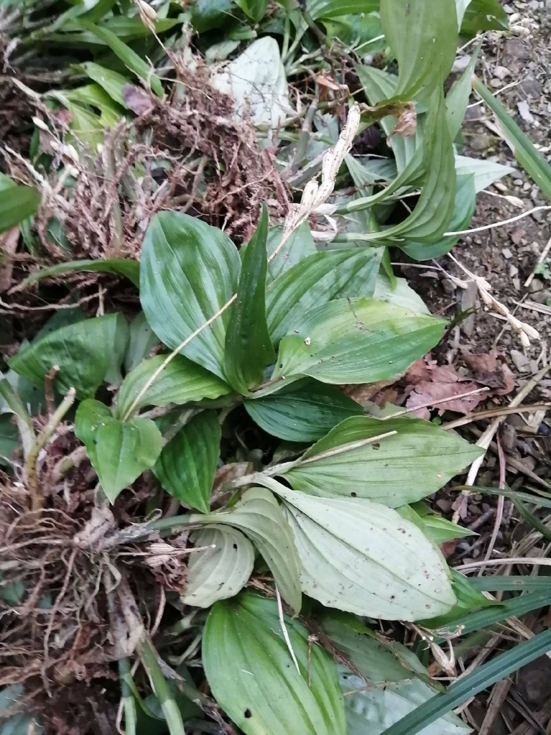 四川产地~山上自己摘的野生见血清鲜货