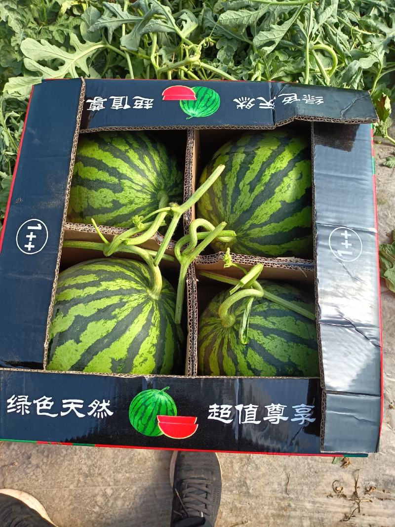 精品美都西瓜产地货源充足保熟保甜全国发货欢迎电话联系