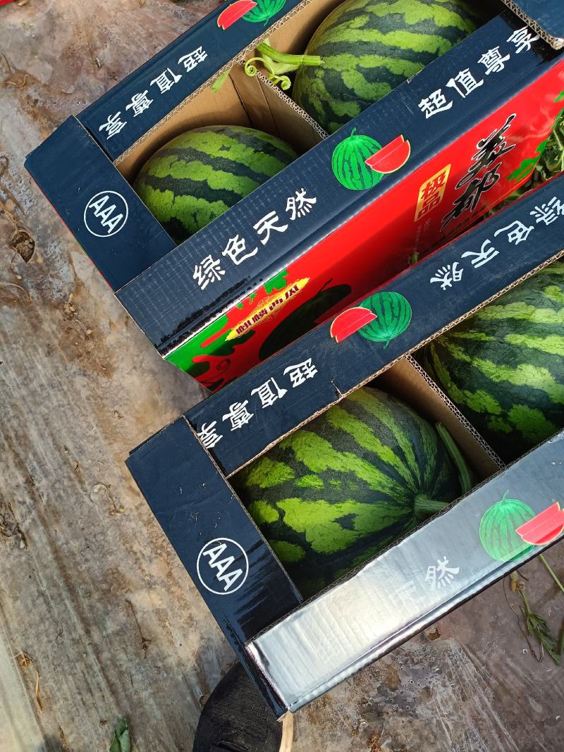 精品美都西瓜产地货源充足保熟保甜全国发货欢迎电话联系