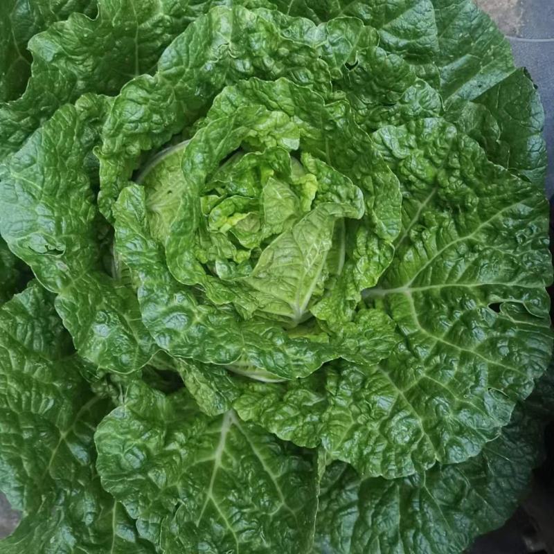 好白菜，没斑点没开花，平均3到5斤，有需要的老板私聊