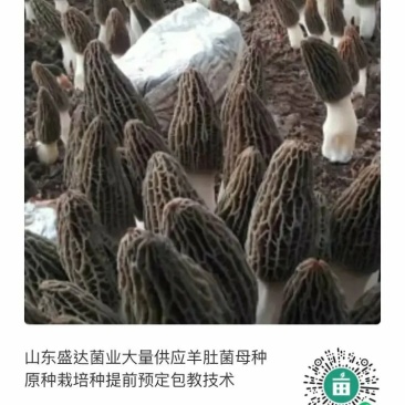 山东盛达菌业供应羊肚菌菌种，及菌需物资，免费包教包销。