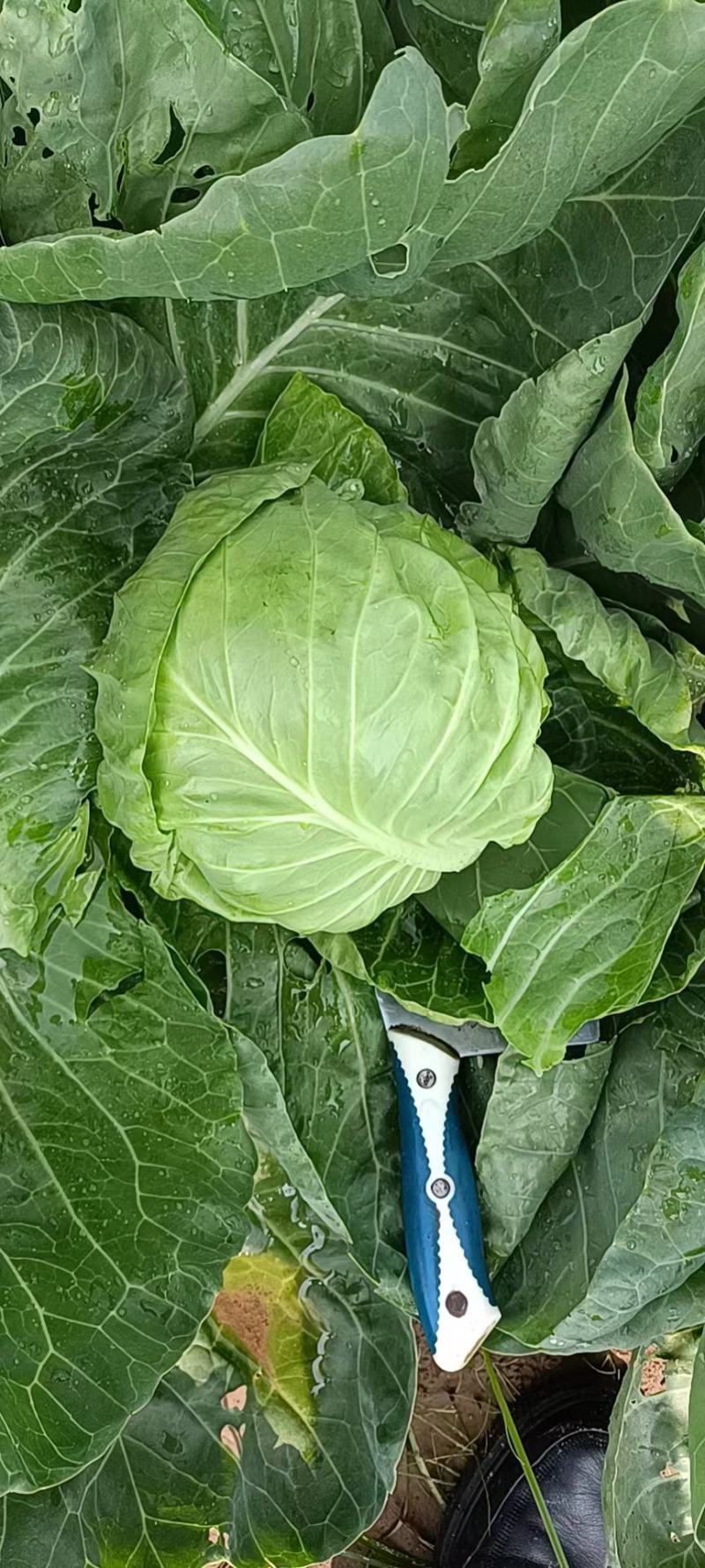 大头菜甘蓝中甘系列大量有货，上货快质量保证欢迎各位老板前
