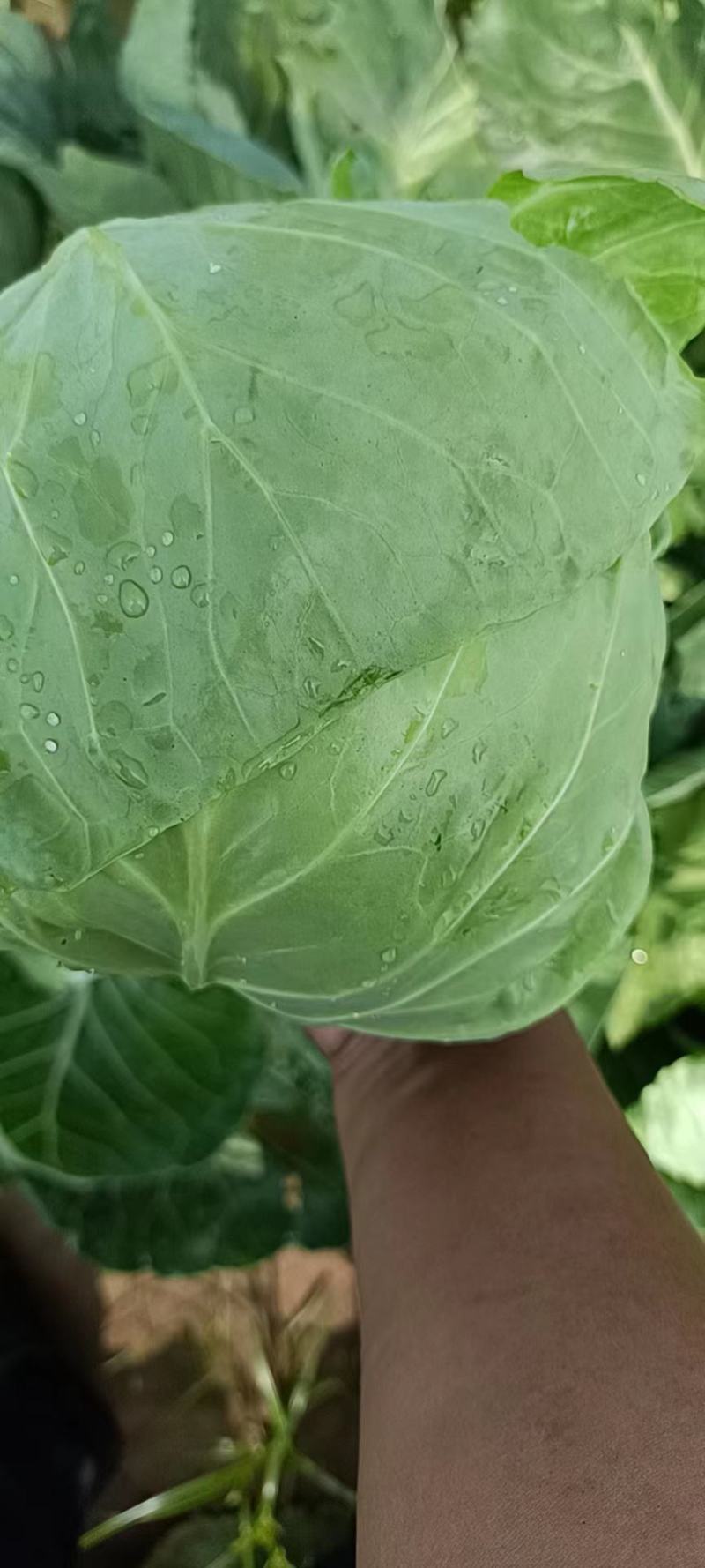 大头菜甘蓝中甘系列大量有货，上货快质量保证欢迎各位老板前