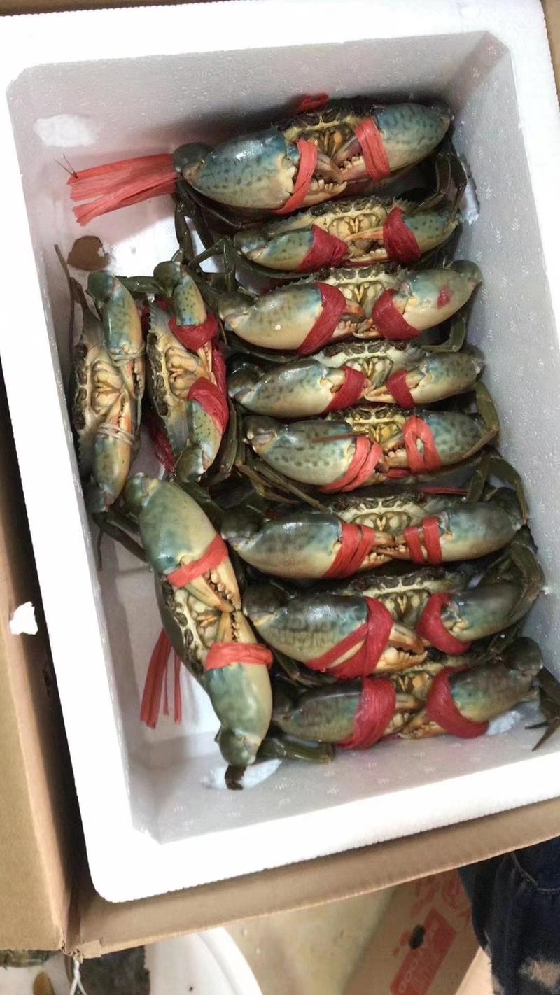 菜蟹青蟹肉蟹膏蟹螃蟹活寄供应餐厅电商件