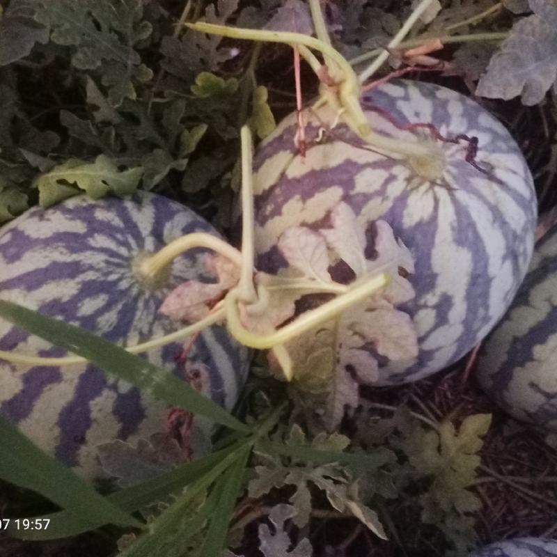 精品美都自家种植