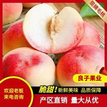 临猗黄土高坡红不软桃，62-8等多个毛桃品种