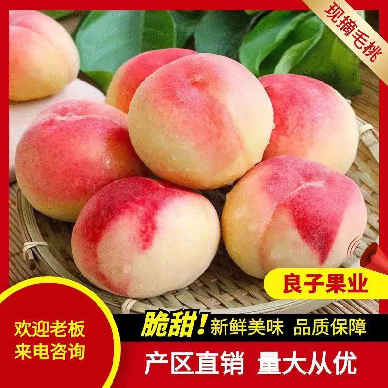 临猗坡上春美，62-0桃62.1桃系列多个毛桃品种
