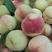 临猗坡上春美，62-0桃62.1桃系列多个毛桃品种