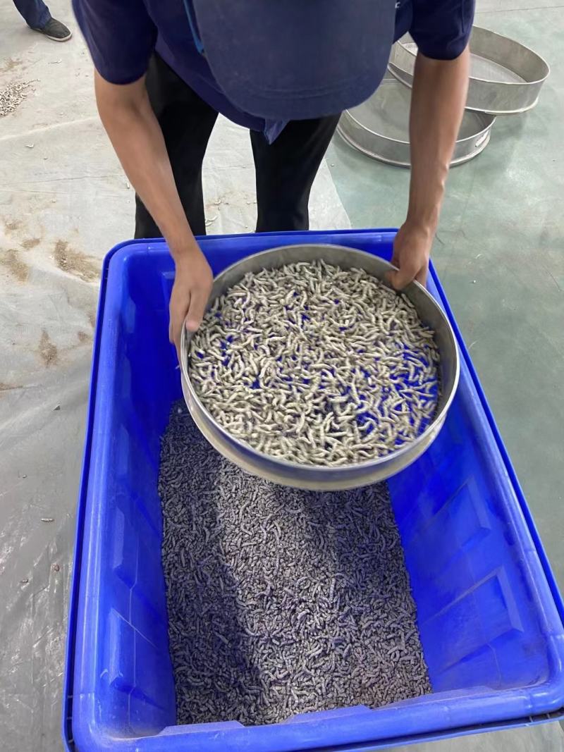 人工养殖僵蚕，精选货，产地直供，质量保证，欢迎联系