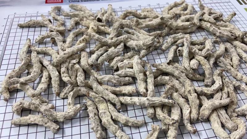 人工养殖僵蚕，精选货，产地直供，质量保证，欢迎联系