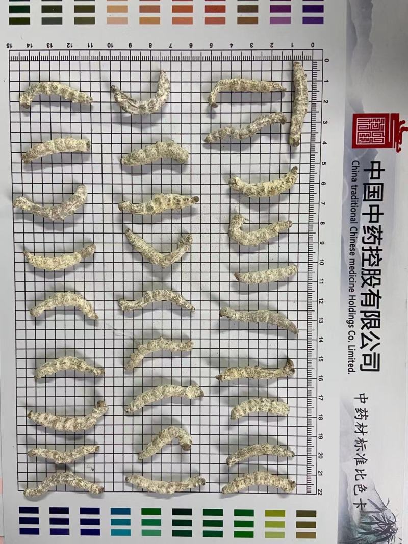 人工养殖僵蚕，精选货，产地直供，质量保证，欢迎联系