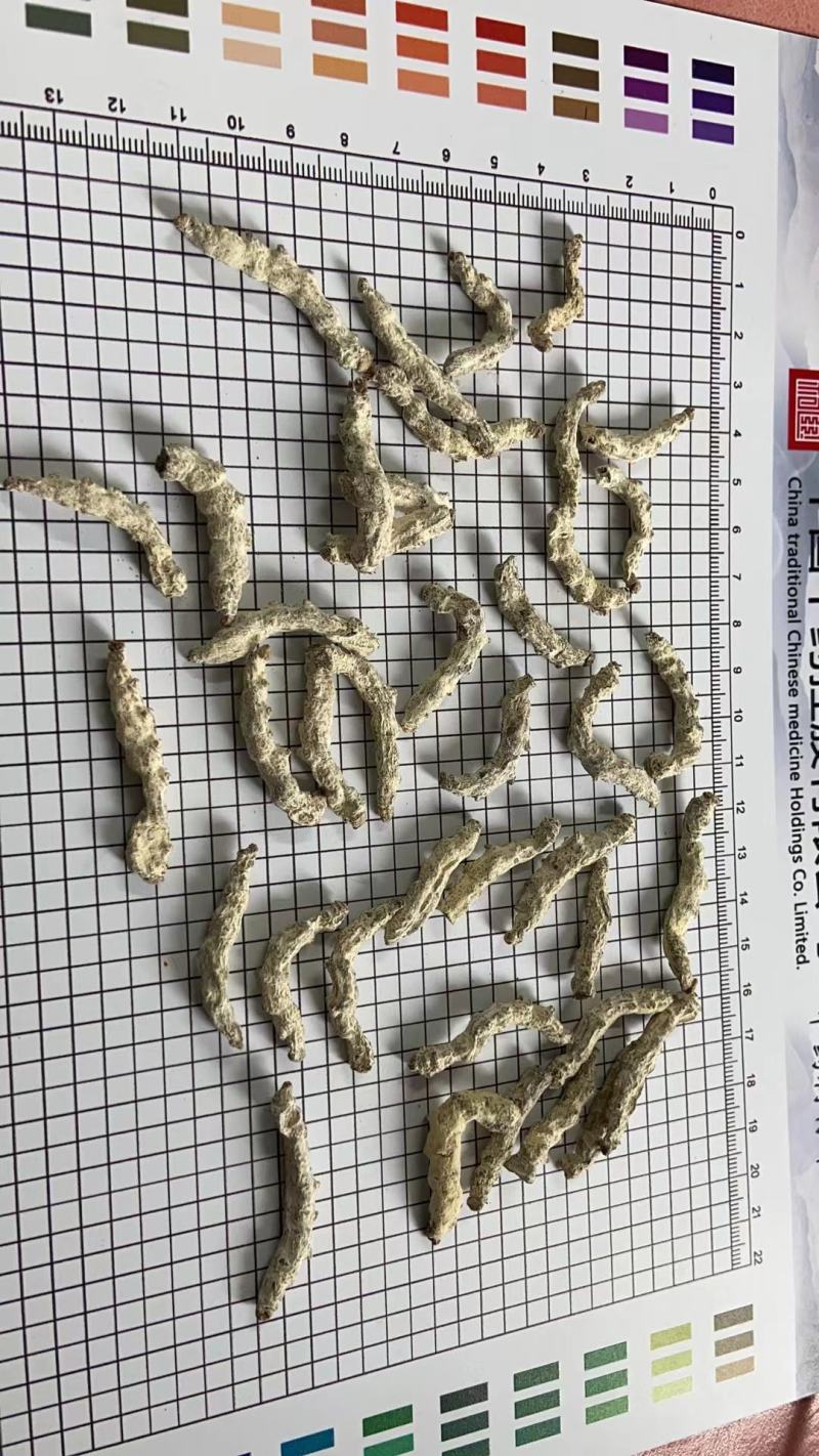人工养殖僵蚕，精选货，产地直供，质量保证，欢迎联系