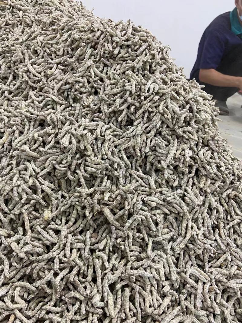 人工养殖僵蚕，精选货，产地直供，质量保证，欢迎联系