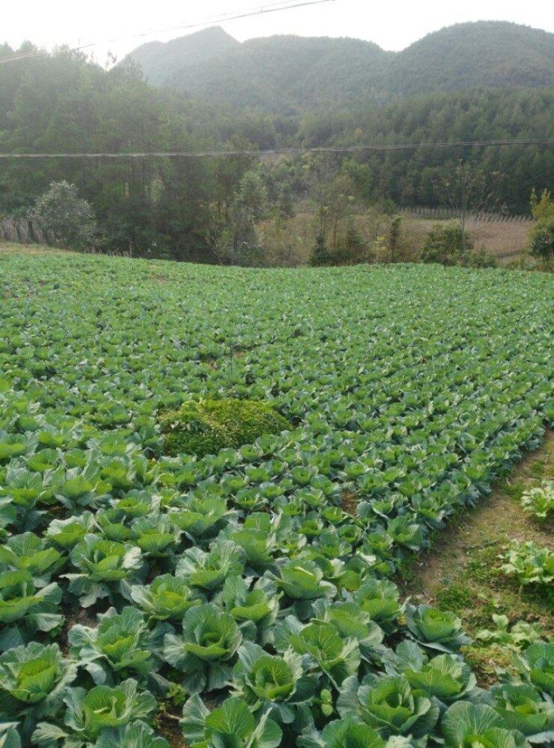 包菜